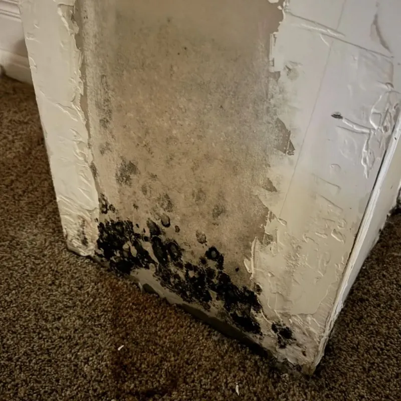 Professional Mold Removal in Waco, TX